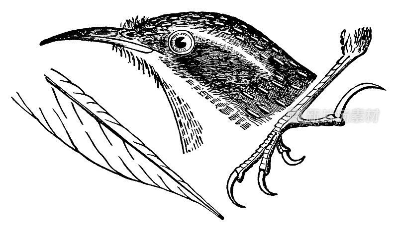 爬虫|古董鸟插图